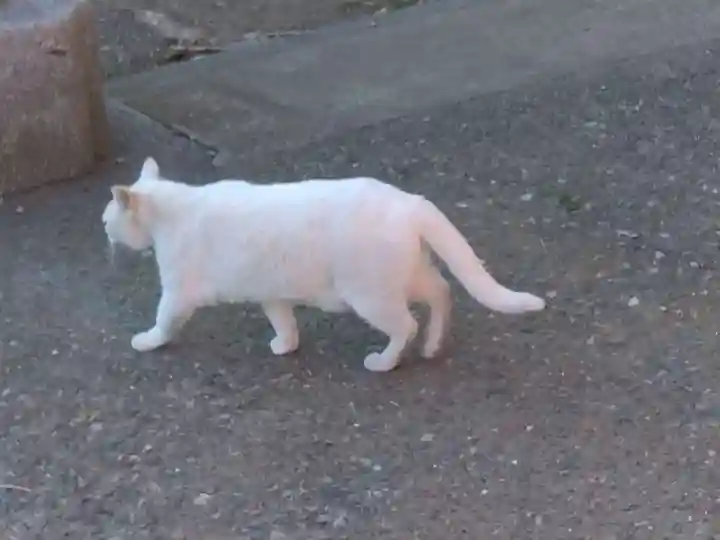 雷神社(神奈川県)