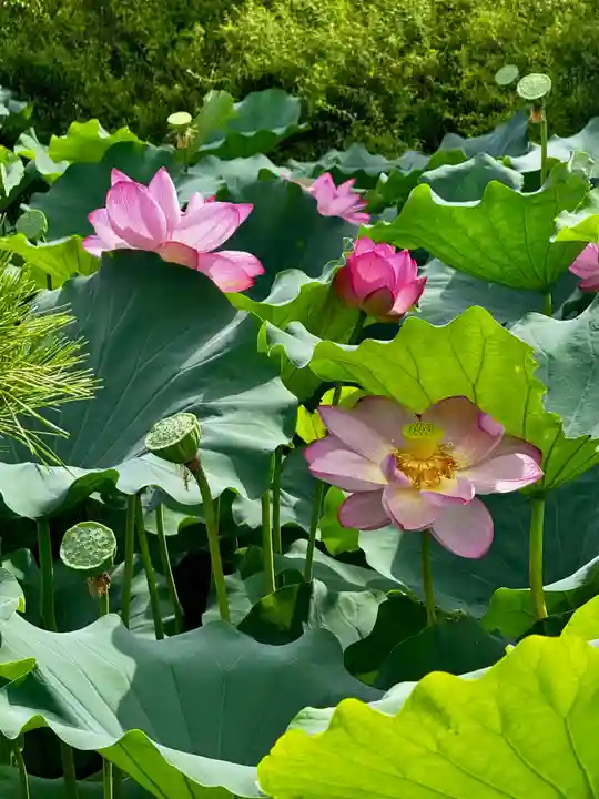 東寺(教王護国寺)(京都府)