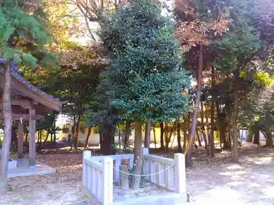 若宮八幡社の自然