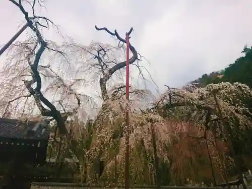 清雲寺の自然