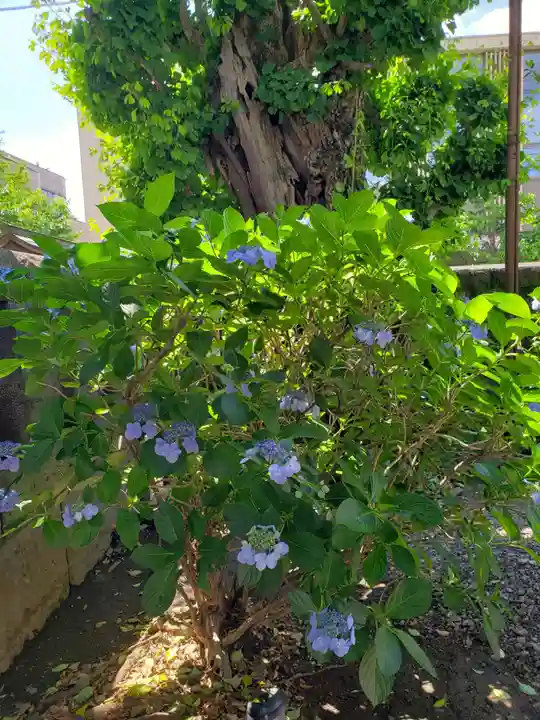 麻布氷川神社(東京都)
