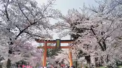 平野神社の鳥居