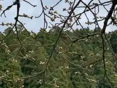 明智神社の自然