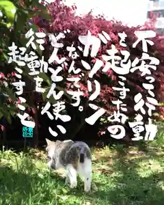 専念寺(大阪府)(2022年09月04日(日) 18時55分01秒投稿)