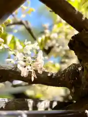 眞田神社の自然