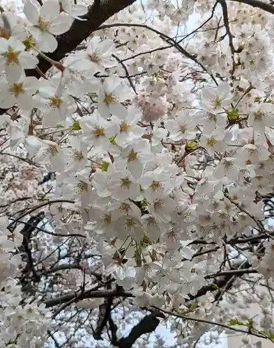 浅草神社の自然