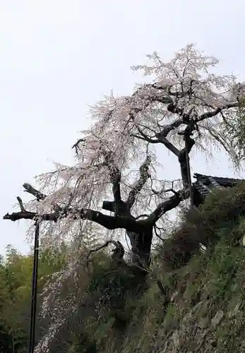 地蔵院(京都府)