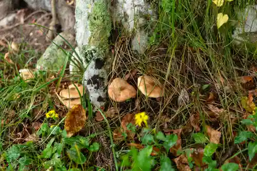 諏訪大社上社前宮(長野県)