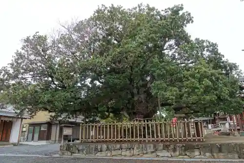 神服神社の自然