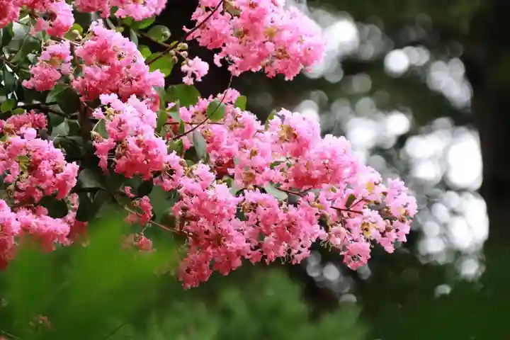豊景神社の自然