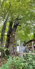 梨木神社の自然