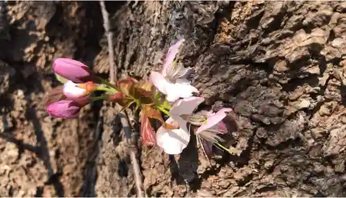 札幌伏見稲荷神社(北海道)