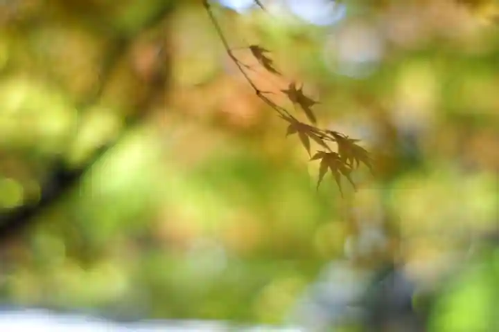 禅林寺(永観堂)の自然