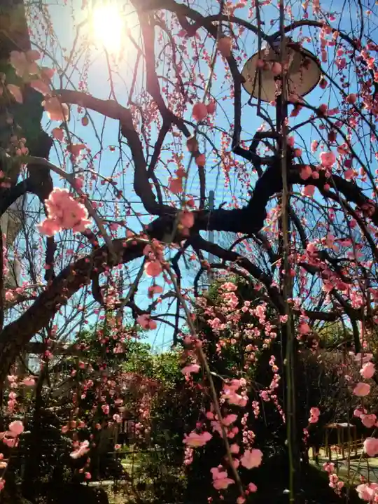 妙法寺(東京都)
