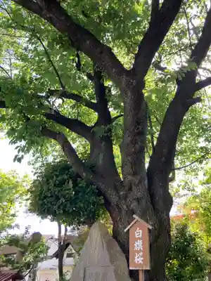 白山神社の自然