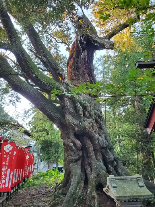 大杉神社の自然