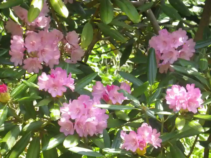 浄光明寺の自然