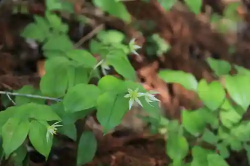 三春大神宮の自然