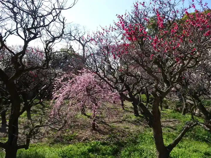 道明寺天満宮の自然