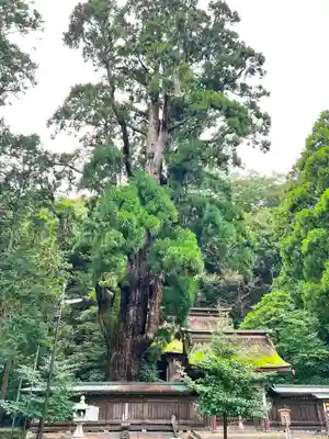 若狭姫神社（若狭彦神社下社）の自然