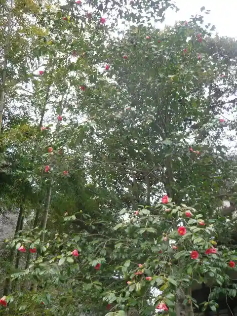 安國論寺(安国論寺)の自然