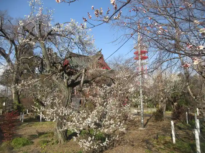 國分寺(茨城県)
