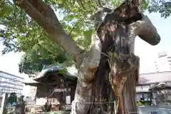 阿邪訶根神社の自然