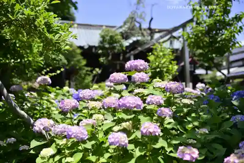白山神社(東京都)