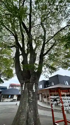 乃木神社(北海道)