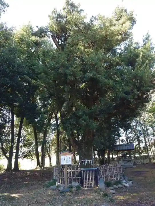 伊弉諾神社(埼玉県)