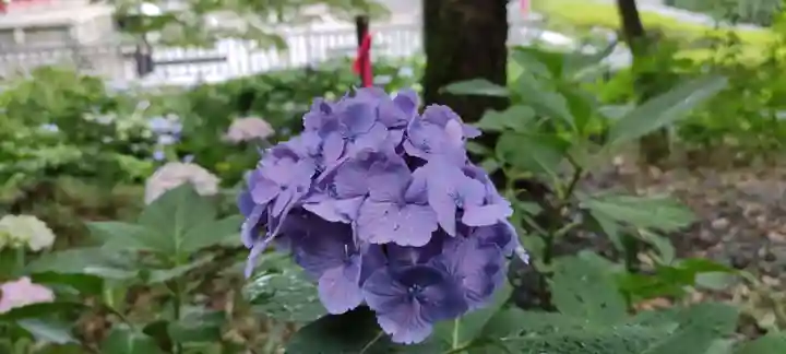 高幡不動尊 金剛寺の自然