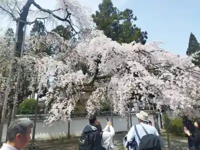 三宝院（三宝院門跡）(京都府)