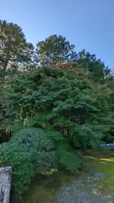 隨心院(随心院)(京都府)