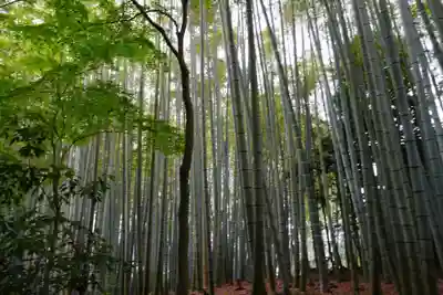 地蔵院(京都府)