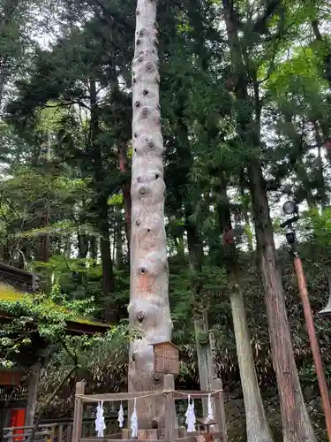 諏訪大社下社春宮の自然