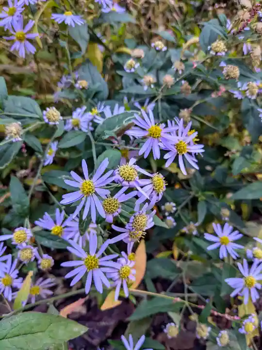 小樽稲荷神社(北海道)