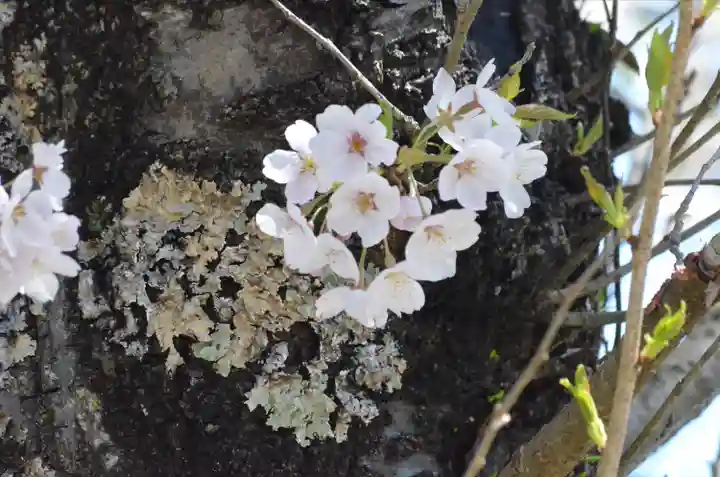 東円寺(山梨県)