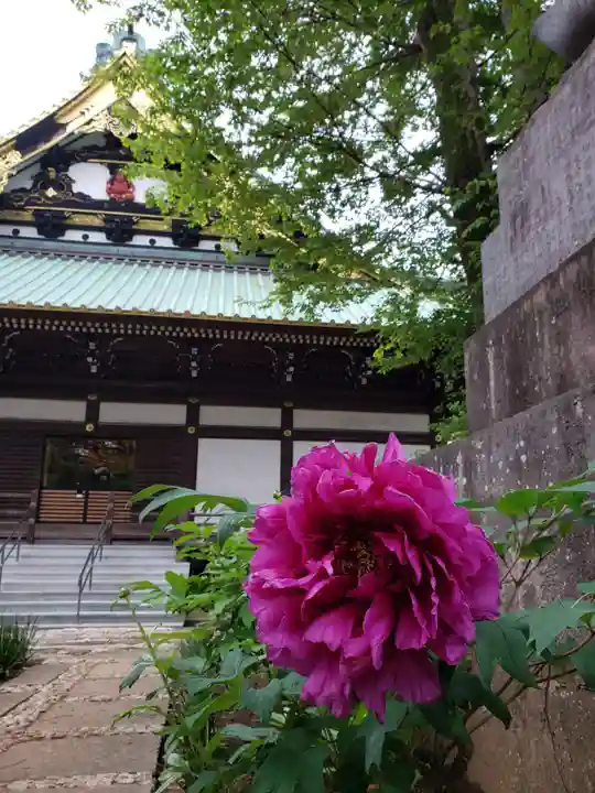 妙法寺(東京都)