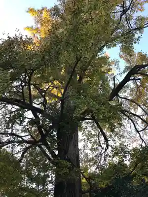 子之神社の自然