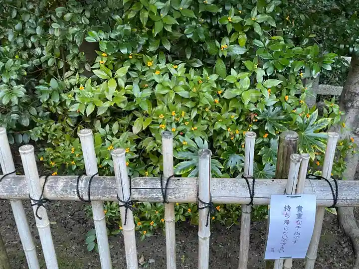 木嶋坐天照御魂神社(京都府)