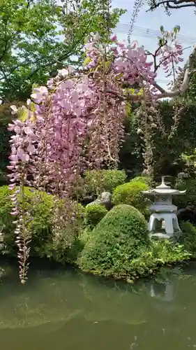 子安地蔵寺の自然