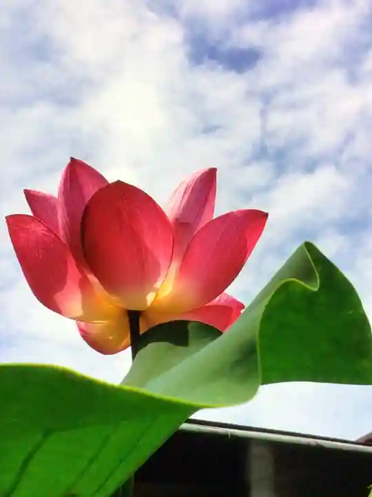 宗延寺(東京都)