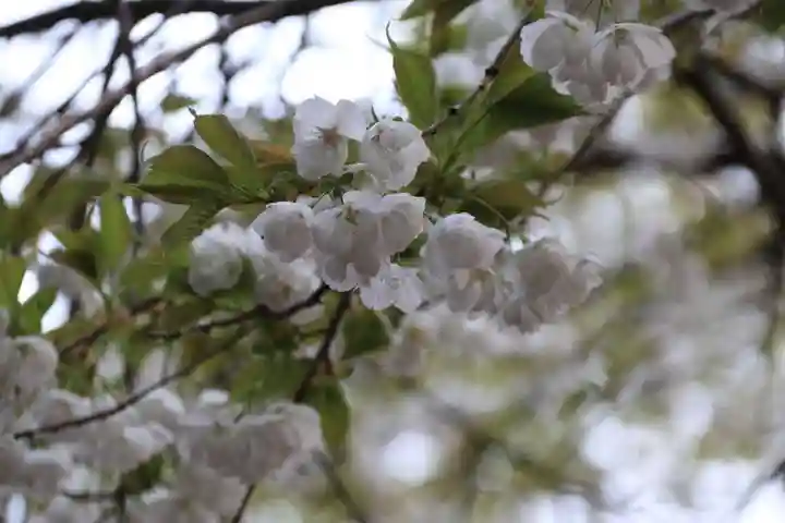 磐椅神社の自然