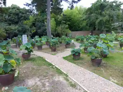 西大寺(奈良県)