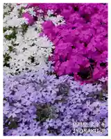 【公式】龍門院常楽寺(秩父札所十一番)(埼玉県)