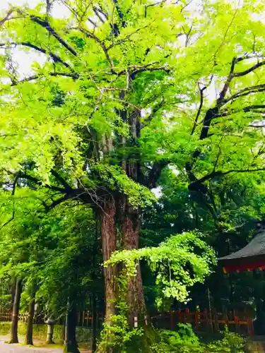 香取神宮の自然