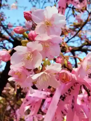 桜神宮(東京都)