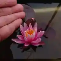 極楽山 浄土寺の自然