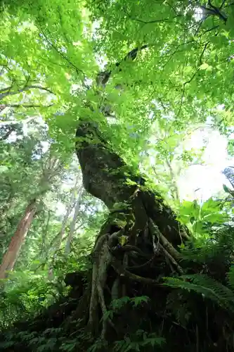 戸隠神社奥社(長野県)