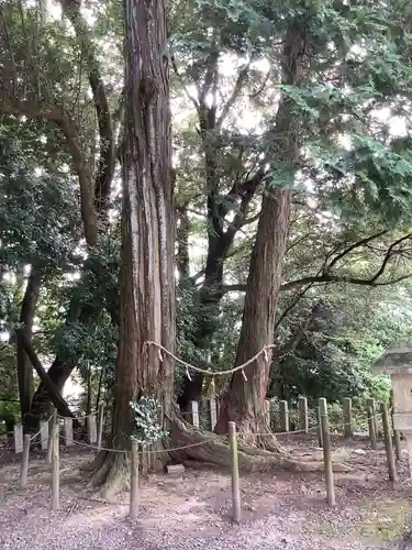 八幡神社（池之内）の自然